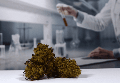 Swiss Flavor CBD - Site Web 24h/7j