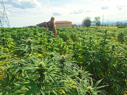 Les Plantes de Tomine - Production de chanvre bien-être et CBD