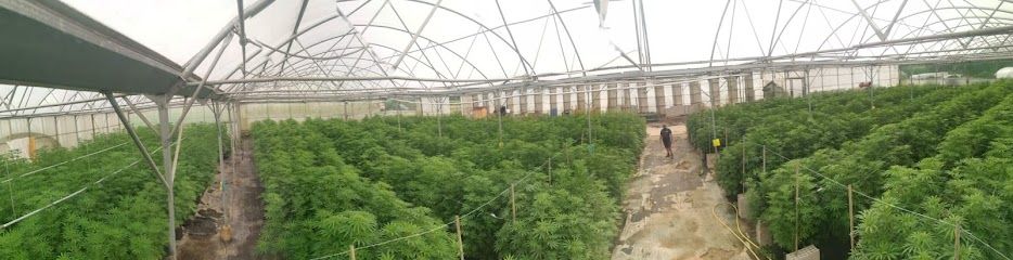 Pure Extract CBD Lille - Huile de CBD qualité Premium