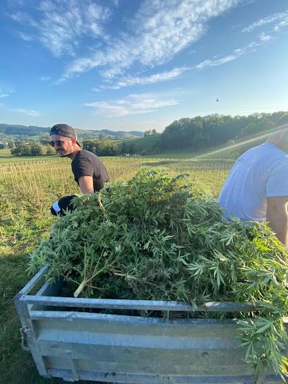 Hemperious Producteur Grossiste Cannabis CBD