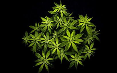 Tasty Fleurs CBD - Site Web 24h/7j
